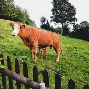 krowa z cielakiem na zboczu Kieferberg w Hormersdorf